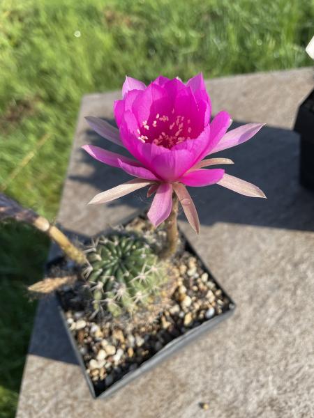 Echinopsis Hybr. pink